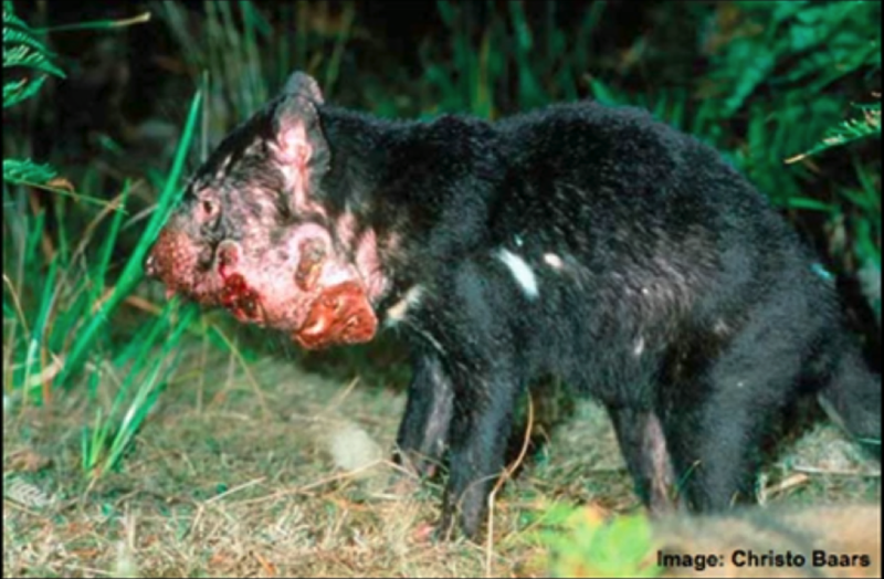 best of Facial Tasmanian tumor devil