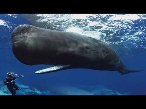 Sperm whale scientific name