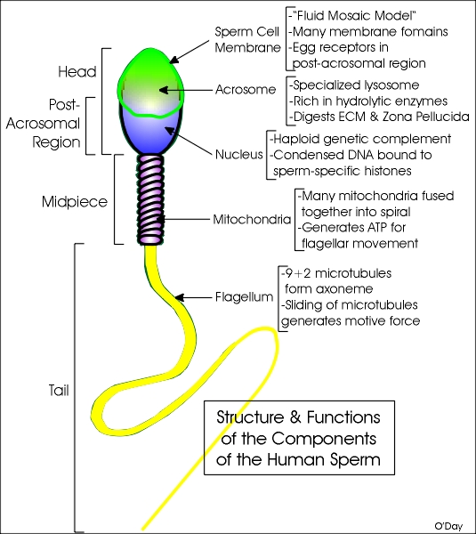 Difference between sperm and egg