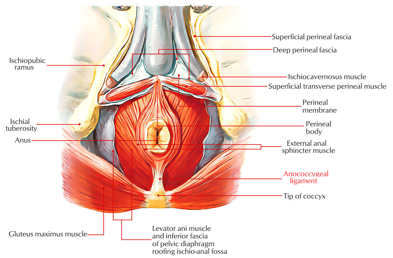 Ladybird reccomend Anal sphincter muscles diagram