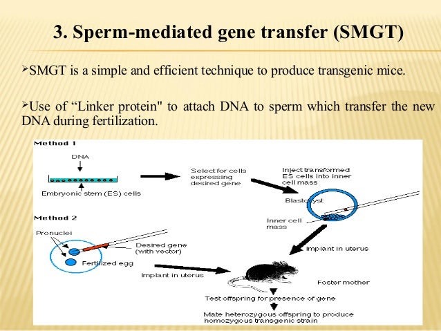 best of Transfer overview Sperm mediated gene
