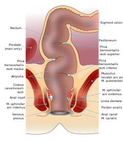 Anal sphincter muscles diagram