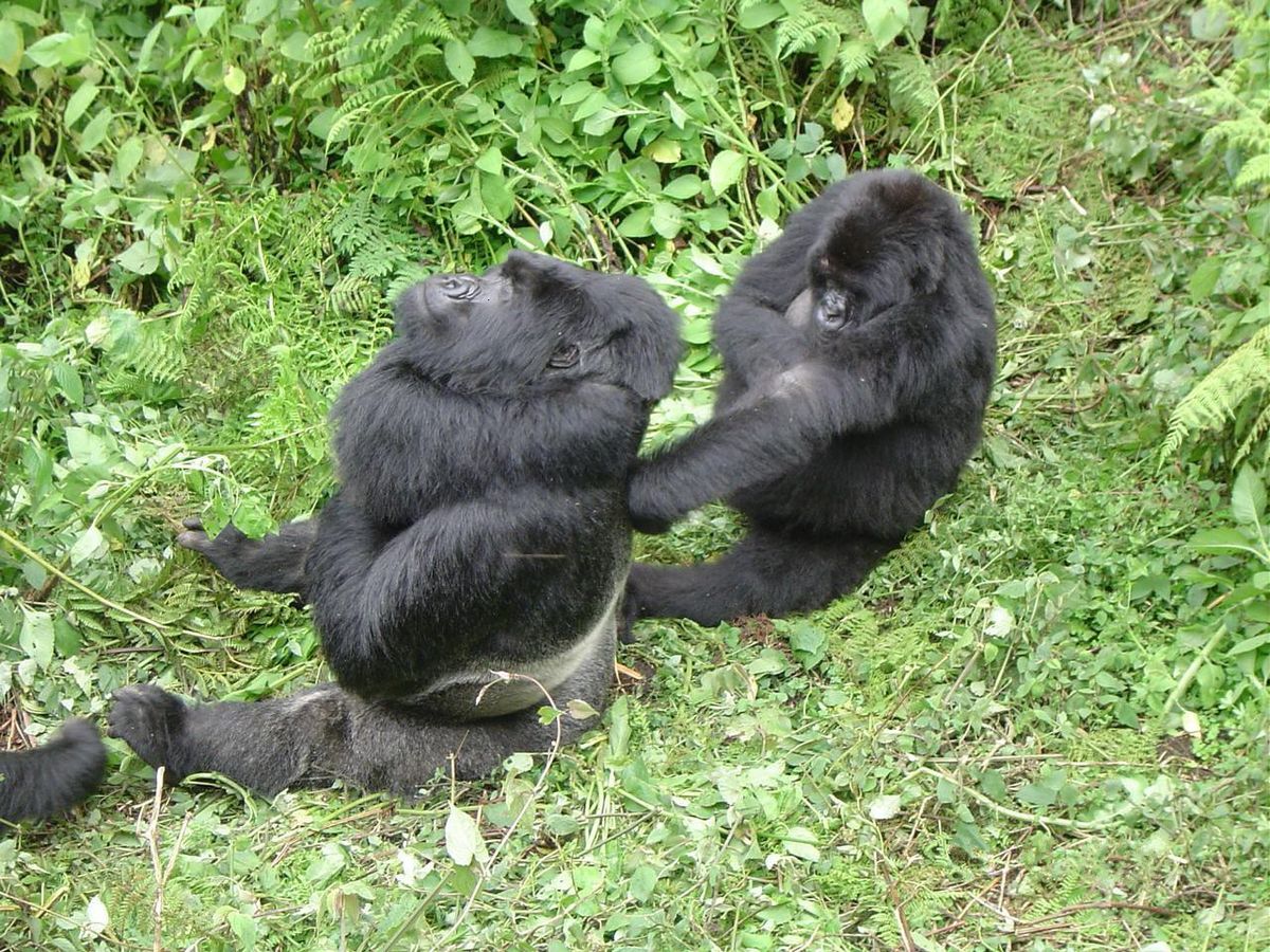 Gorilla mating with woman