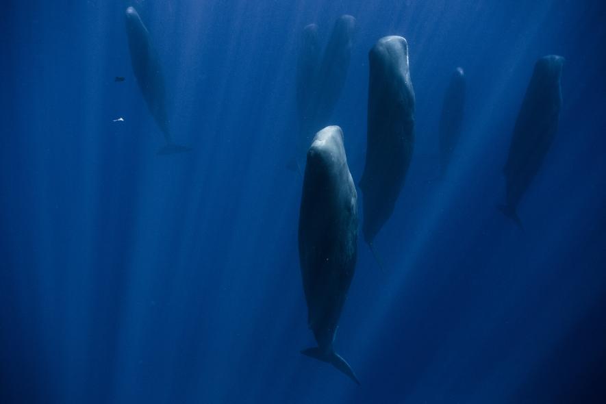 best of Sperm whales of History