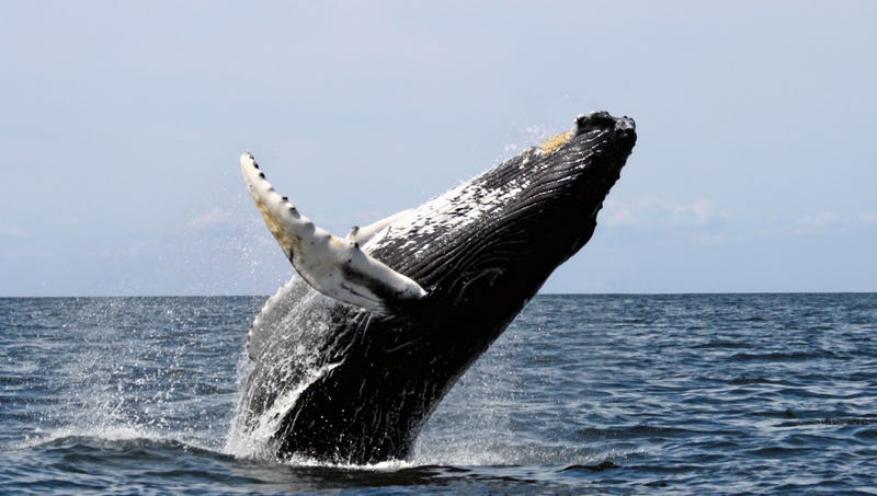 best of Whale sperm Ocean