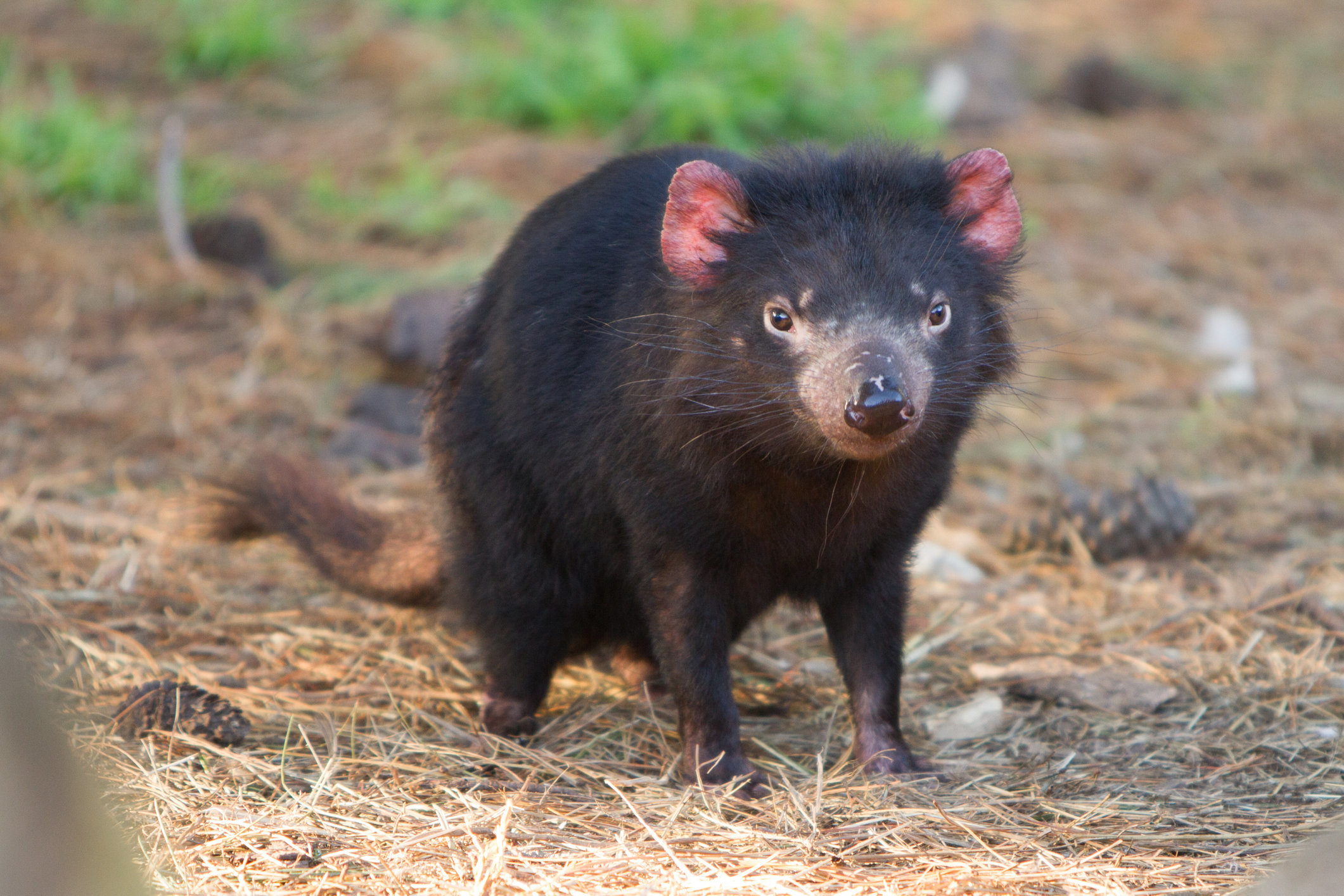 Tasmanian devil facial tumor image
