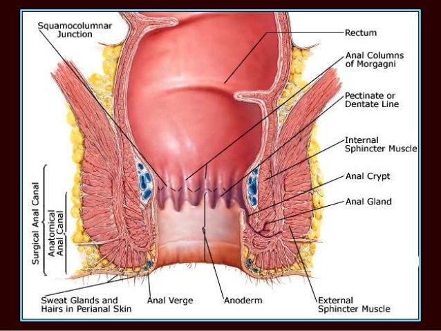 Anal sphincter muscles diagram