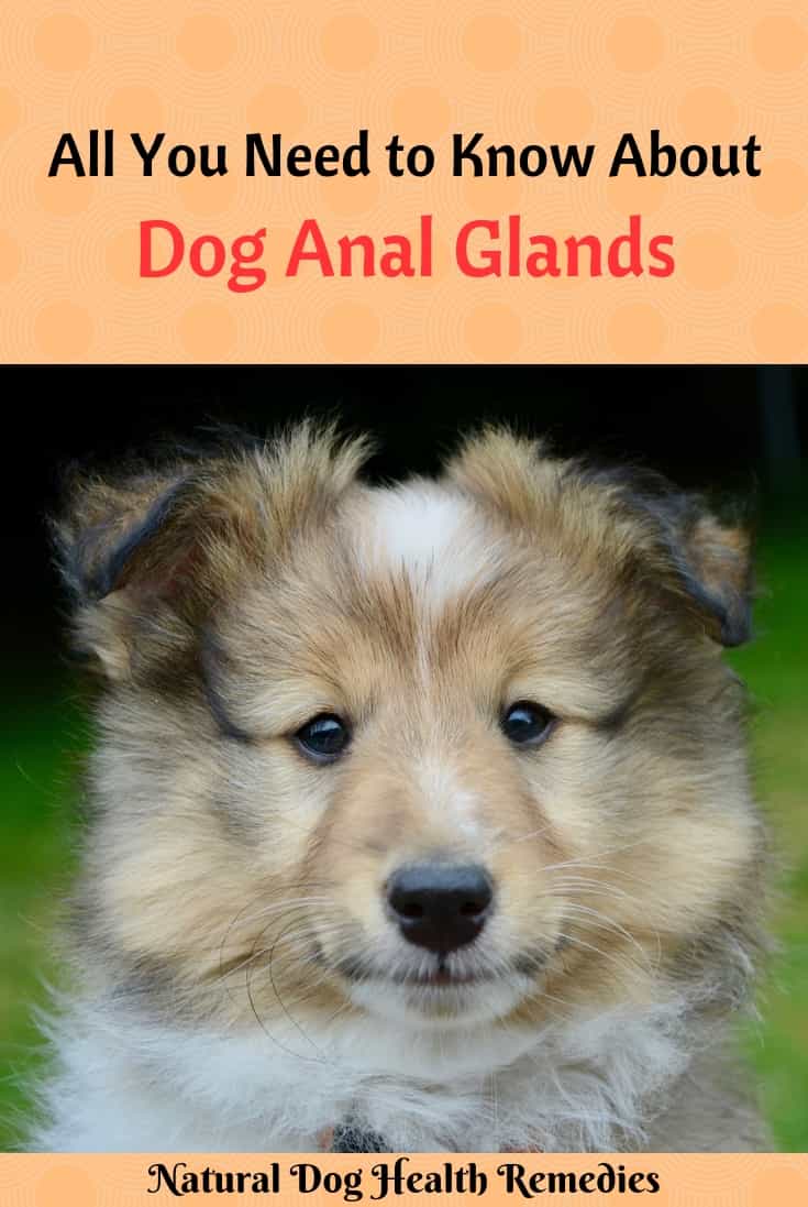 best of Canine anal glad Impacted