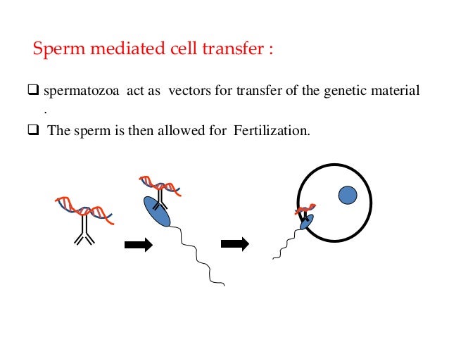Matchpoint reccomend Sperm mediated gene transfer overview