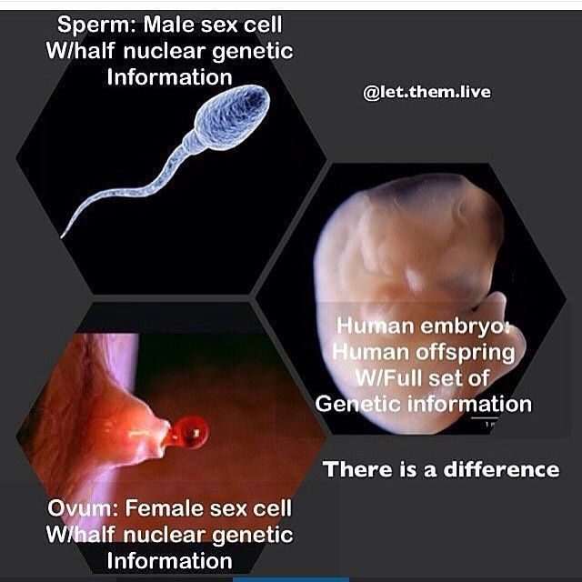 best of Between and egg sperm Difference