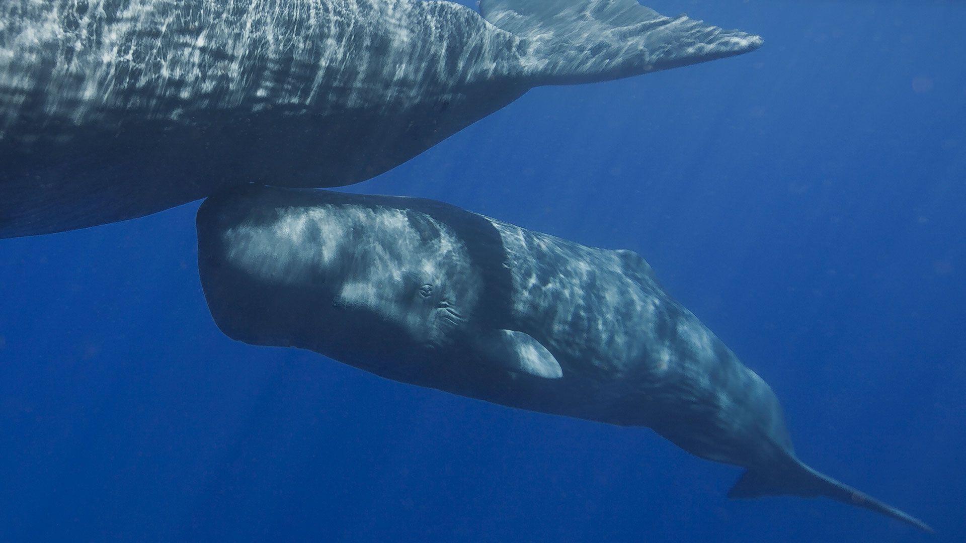 Moonflower recommendet History of sperm whales