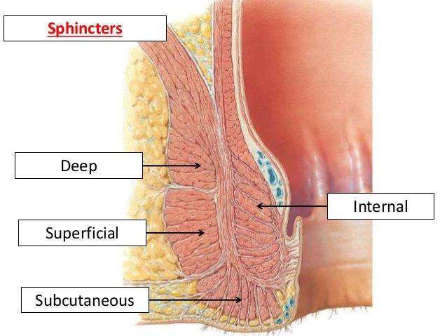 Anal sphincter inervation