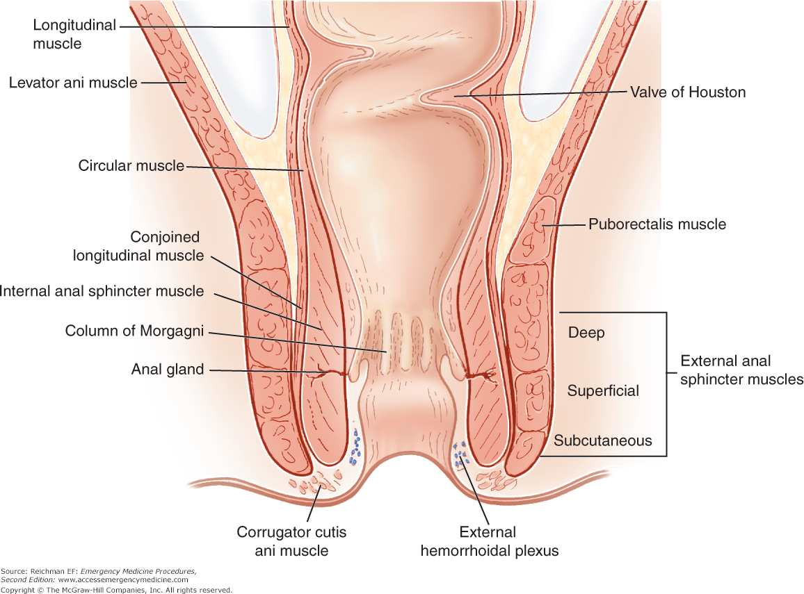 Glitzy reccomend diagram muscles Anal sphincter