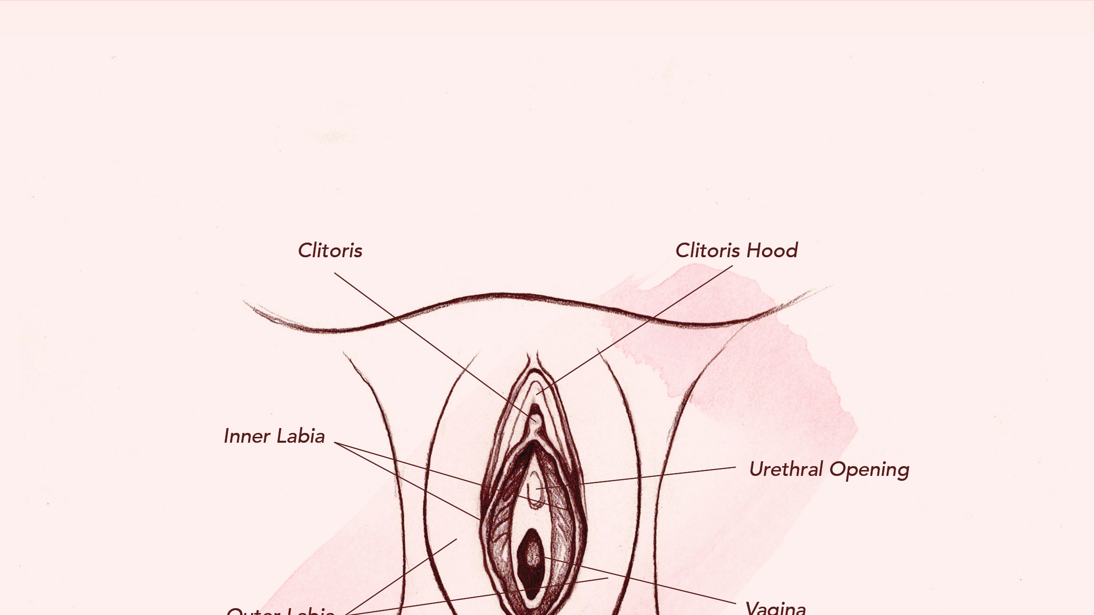 Anatomy of human clitoris