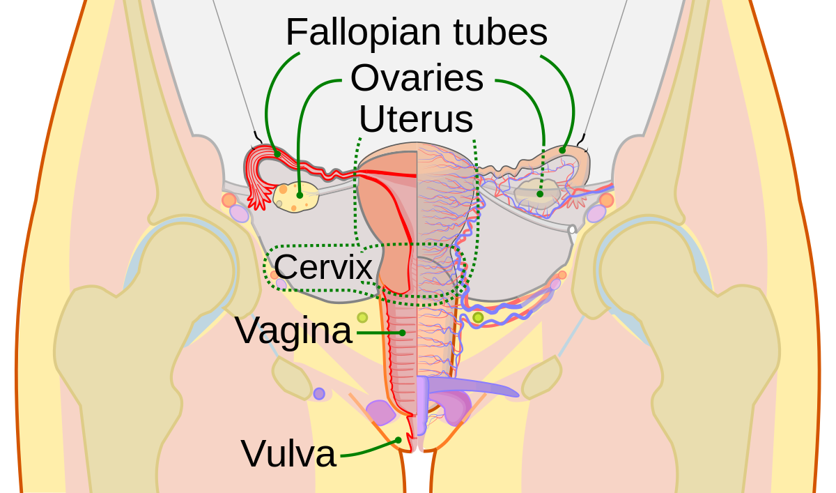 Megalodon reccomend Burning irritation of vagina symtoms