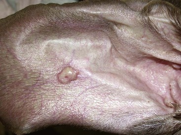 Canine polypoid disease and vagina