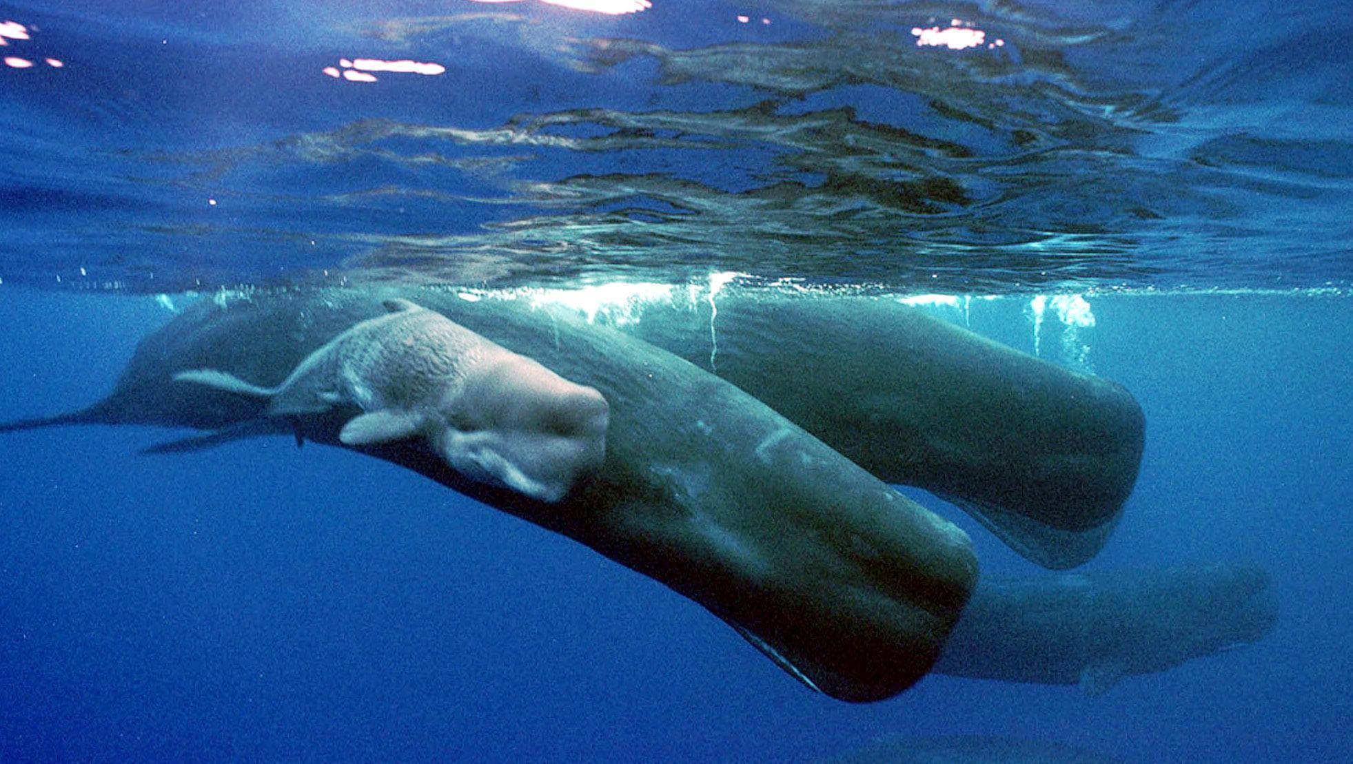 Ki-No-Wa reccomend History of sperm whales