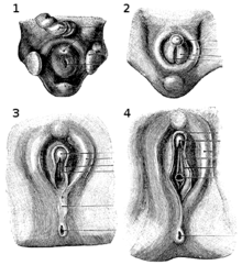 best of Body female clitoris Drawings erectile
