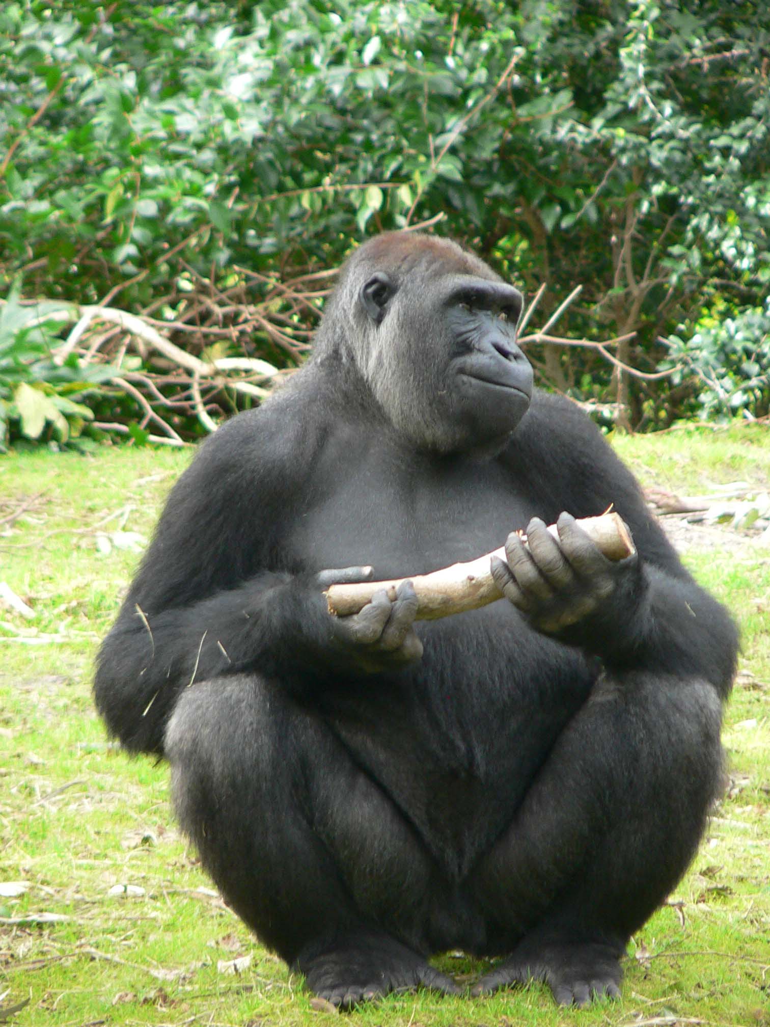 best of With woman mating Gorilla