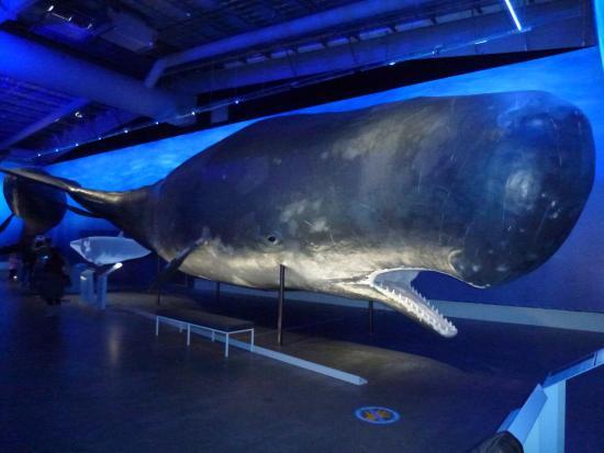 History of sperm whales