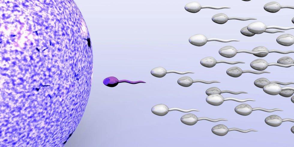 Sperm allergy fertility