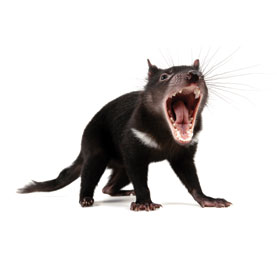 Casper reccomend Tasmanian devil facial tumor