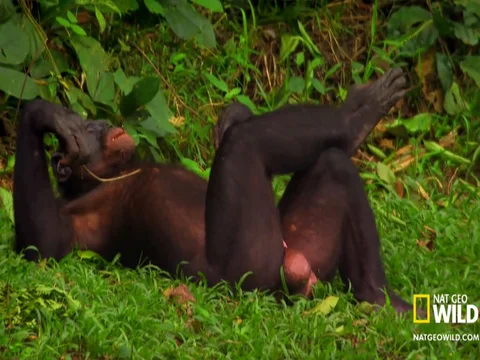 best of Fucked a chimp ever Has anyone