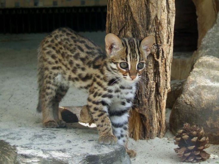 Budweiser reccomend Asian cat leopard sale