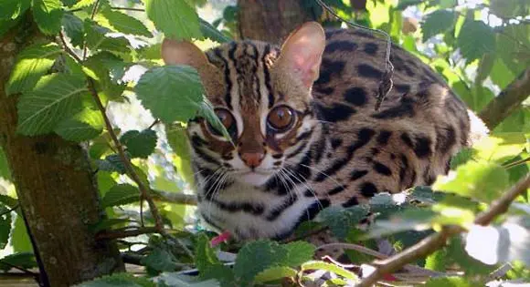 FLAK reccomend Asian cat leopard sale