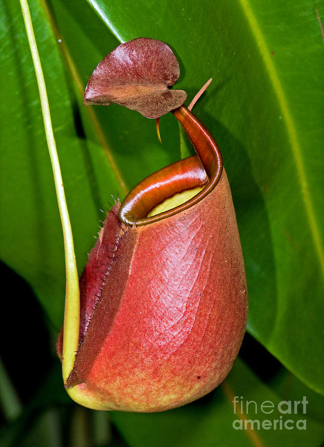 Nightcap reccomend Asian pitcher plant