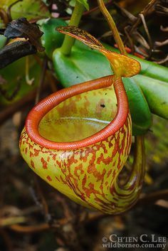 Asian pitcher plant