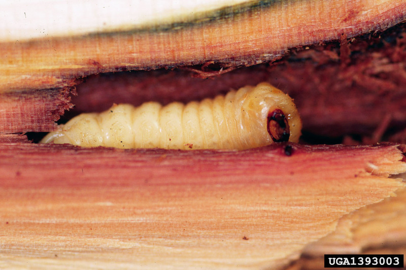 Asian long horned beetle larva id