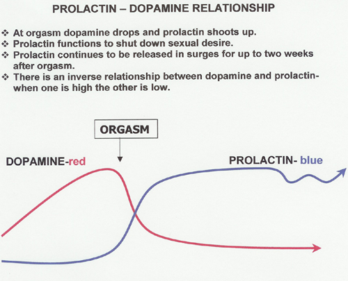 Hot C. reccomend Dopamine oxytocin epinephrine testosterone during orgasm