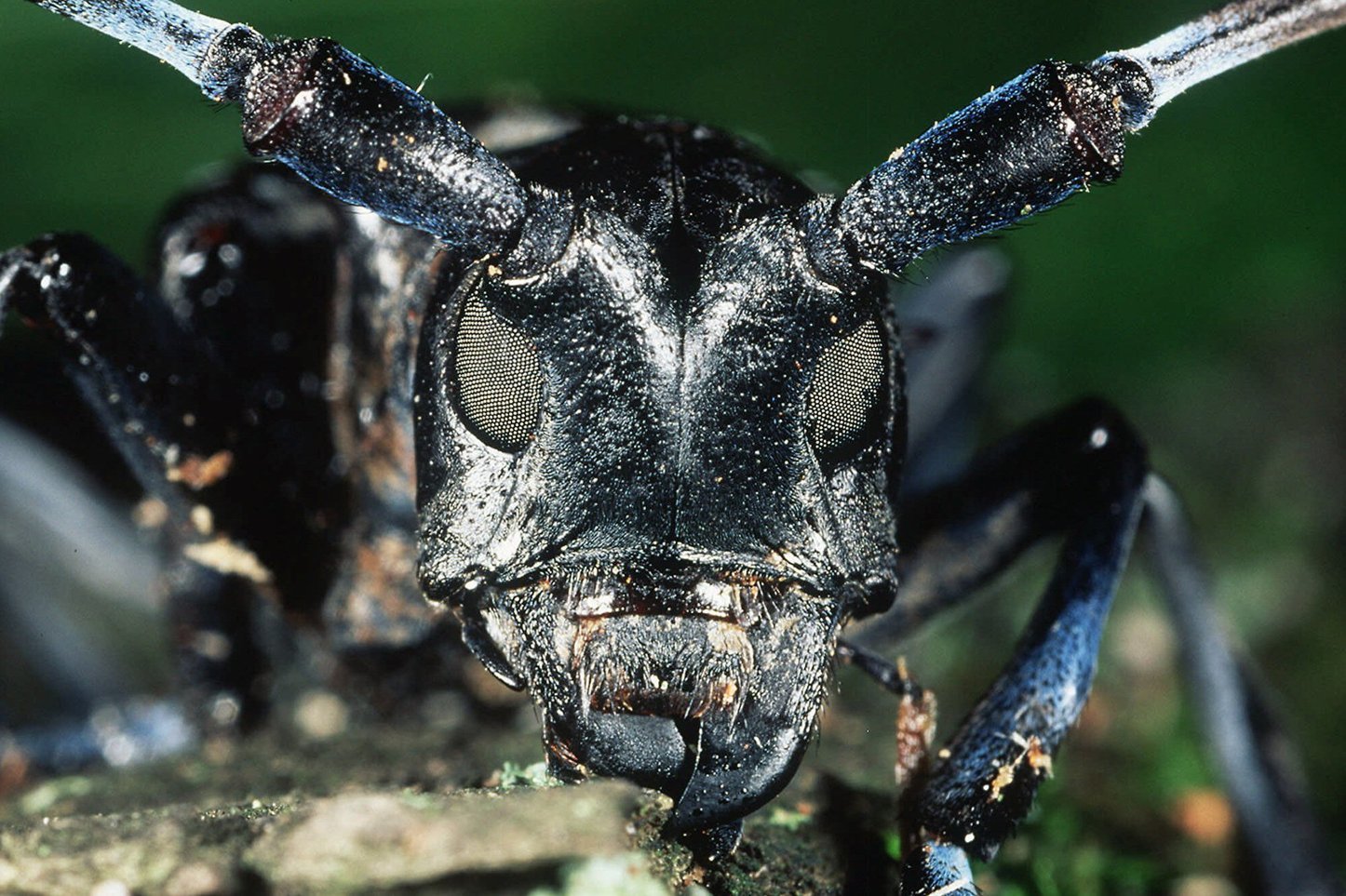 Asian long horned beetle larva id