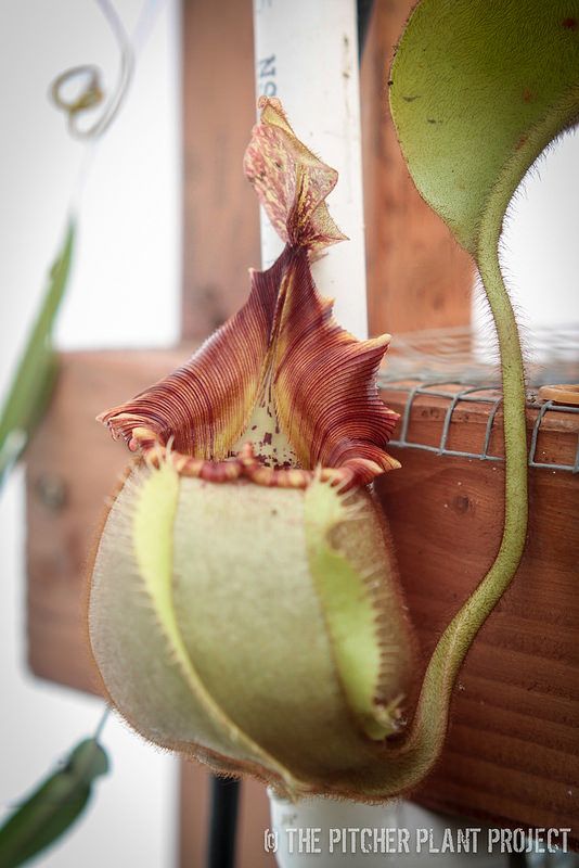 best of Pitcher plant Asian