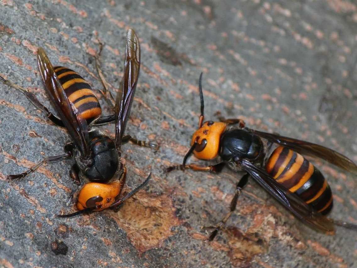 Asian giant hornet pictures