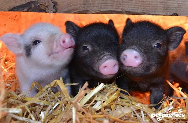 best of Miniature pigs Asian