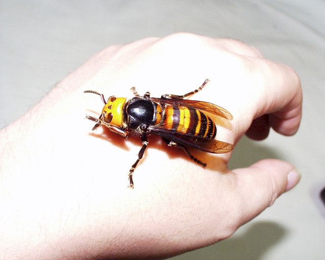 Asian giant hornet pictures