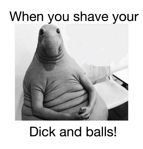 best of Dick Shave your