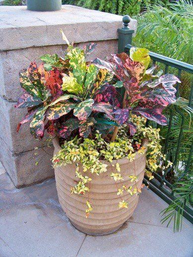best of Containers Asian plant
