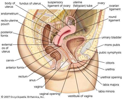 Diagram organ sex womans