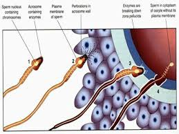 best of Sperm an one fertilize can Why egg only