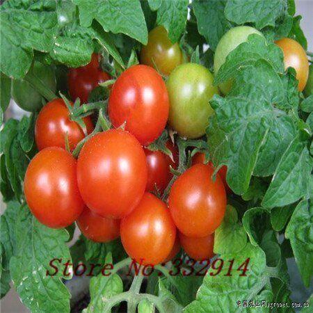 best of Tomato Mature cherry
