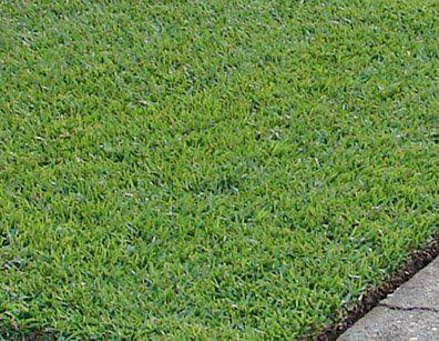 best of Grass lawn mature of Identification tall