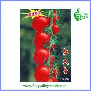 Belt reccomend Mature cherry tomato