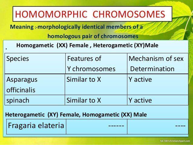 best of Sex chromosomes Homomorphic