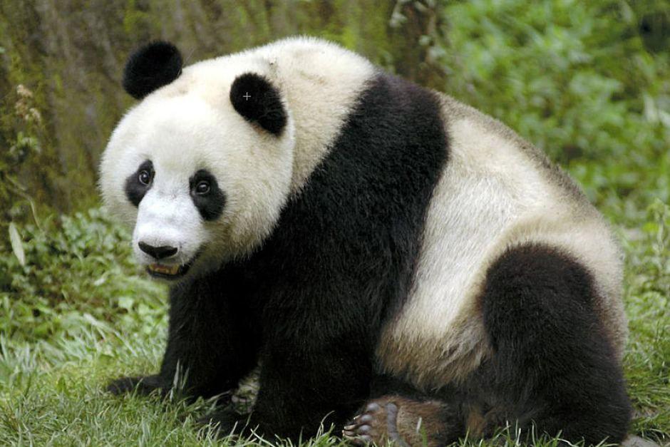 FD reccomend Adult panda bear