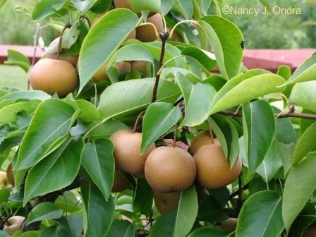 Asian pear seedling