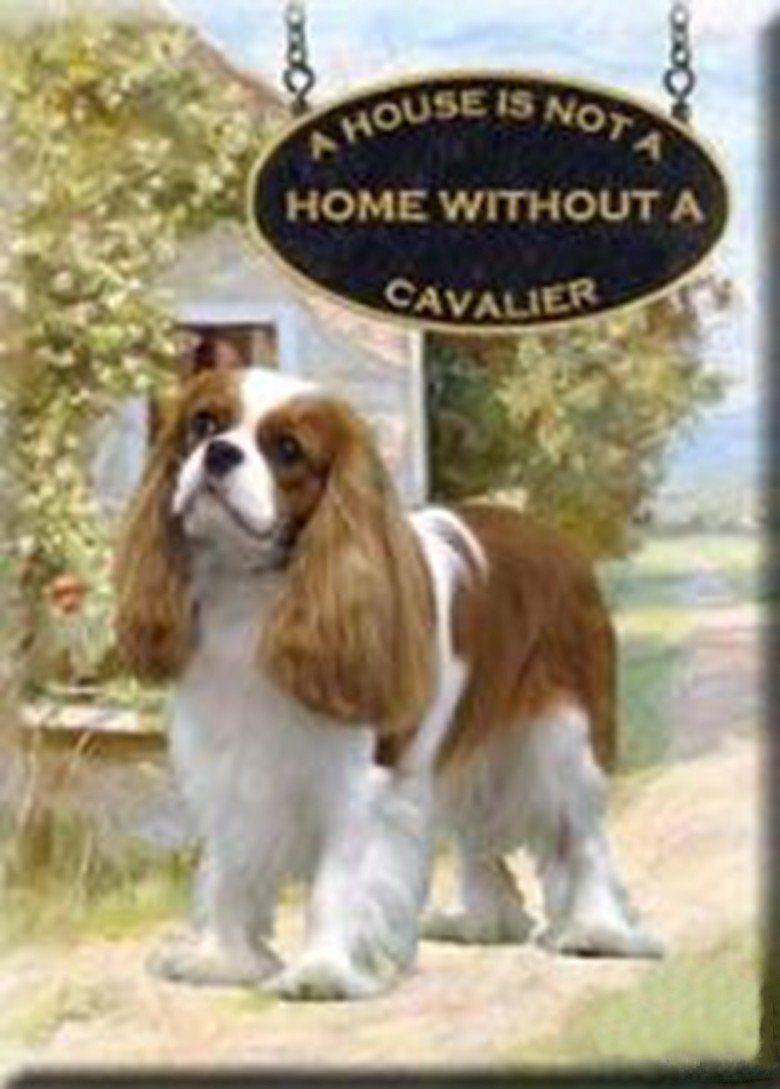 Tank reccomend King charles spaniel adult for sale