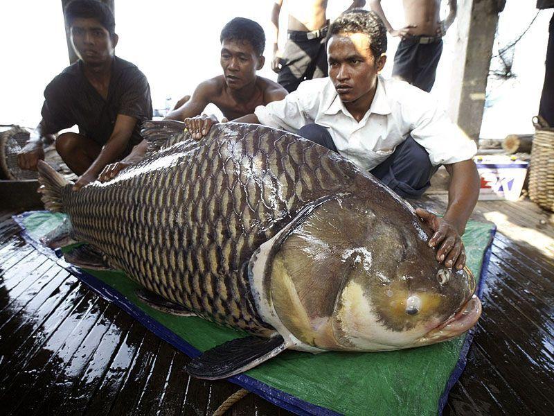 Railroad reccomend Asian carp world record